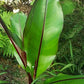 ENSETE VENTRICOSUM MONTBELIARDII