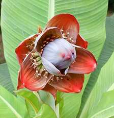 ENSETE SUPERBUM