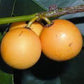 GARCINIA INTERMEDIA (LEMON DROP MANGOSTEEN)