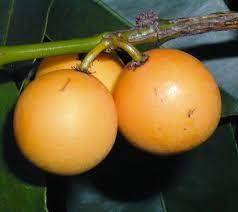 GARCINIA INTERMEDIA (LEMON DROP MANGOSTEEN)