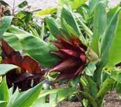 ENSETE LECONGKIETI SP. KLUAY PA