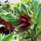 ENSETE LECONGKIETI SP. KLUAY PA