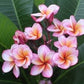 PLUMERIA RUBRA HEART DESIRE