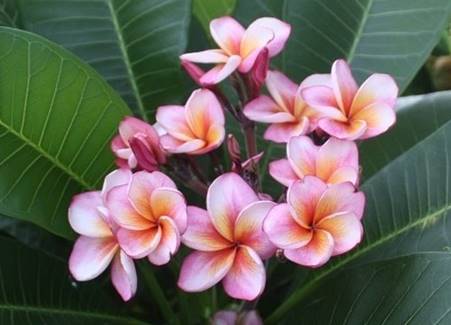 PLUMERIA RUBRA HEART DESIRE