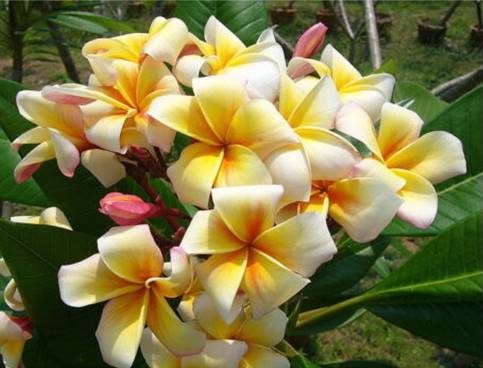 PLUMERIA RUBRA HONEY POT