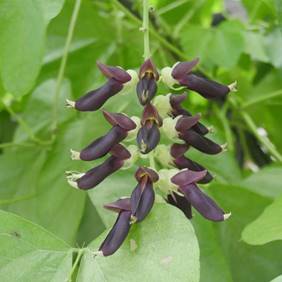 MUCUNA PRURIENS