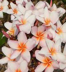 PLUMERIA RUBRA HALO