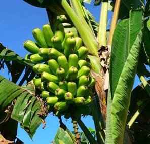 MUSA DWARF POPOULU (BANANO HAWAI EDULE)