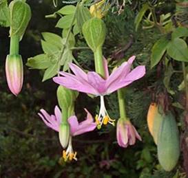 PASSION FLOWER MOLLISSIMA (BANANA PASSION FRUIT)