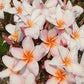 PLUMERIA RUBRA HALO