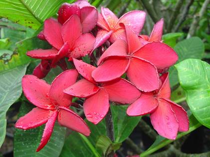 PLUMERIA RUBRA IRMA BRYAN