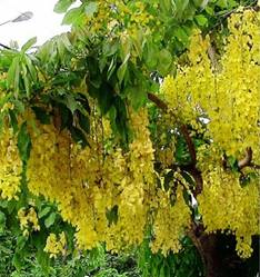 CASSIA SPP