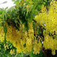 CASSIA SPP