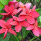 PLUMERIA RUBRA IRMA BRYAN