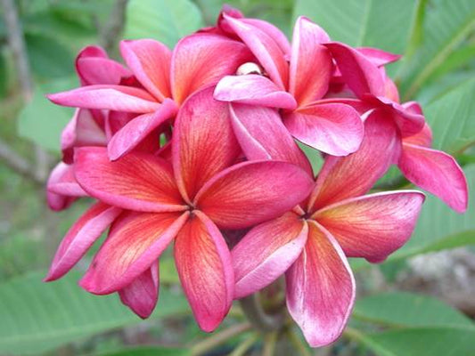 PLUMERIA RUBRA JEAN MORAGNE SR