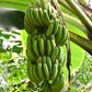 MUSA DWARF BRAZILIAN (BANANO EDULE)