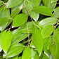 CINNAMOMUM VERUM (CANNELLA)