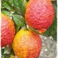 CITRUS LIMON MEDICA PIGMENTATO (LIMONE ROSSO)