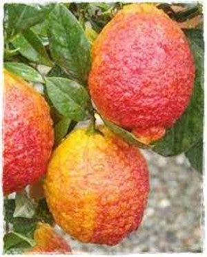 CITRUS LIMON MEDICA PIGMENTED (RED LEMON)