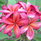 PLUMERIA RUBRA JEAN MORAGNE SR