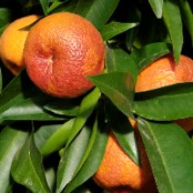 CITRUS CLEMENTINA "RUBY" (CLEMENTINE)