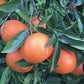 CITRUS CLEMENTINA "DESIDERIO" (CLEMENTINA)