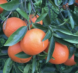 CITRUS CLEMENTINA "DESIDERIO" (CLEMENTINA)