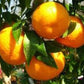 CITRUS RETICULATA (COMMON MANDARIN)