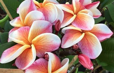 PLUMERIA RUBRA J105