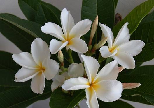 PLUMERIA RUBRA KHAO BALI