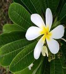 PLUMERIA RUBRA KHRAE KAMPAENG