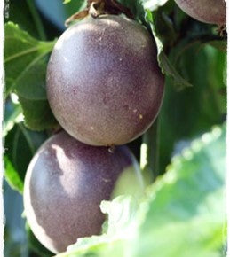 PASSIFLORA EDULIS MORADA (PASSION FRUIT)