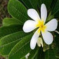 PLUMERIA RUBRA KHRAE KAMPAENG