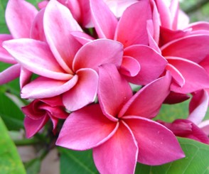 PLUMERIA RUBRA KIMI MORAGNE (FROM SEED)