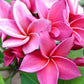 PLUMERIA RUBRA KIMI MORAGNE (FROM SEED)