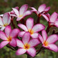 PLUMERIA RUBRA VIOLET PINK (FROM SEED)