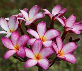 PLUMERIA RUBRA VIOLET PINK (FROM SEED)