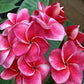 PLUMERIA RUBRA KLED TABTIM