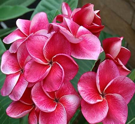 PLUMERIA RUBRA KLED TABTIM