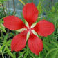 HIBISCUS COCCINEUS (SCARLET HIBISCUS)