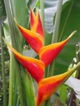 HELICONIA CARIBAEA PAJARO AMARILLO