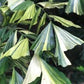 CARYOTA MITIS VARIEGATA (PALMA A CODA DI PESCE)