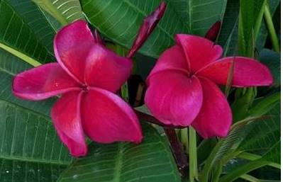 PLUMERIA RUBRA LAOS