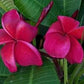 PLUMERIA RUBRA LAOS