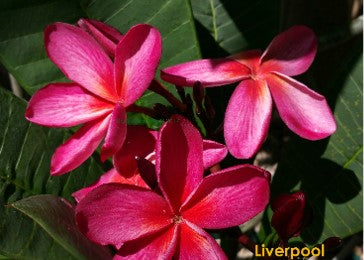 PLUMERIA RUBRA LIVERPOOL