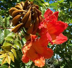 SPATHODEA CAMPANULATA (ALBERO DEI TULIPANI AFRICANI)