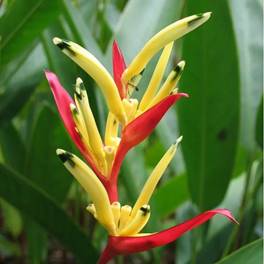 HELICONIA SUBULATA CAUCA