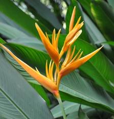 HELICONIA PSITTACORUM X SPATHOCIRCINATA "GOLDEN TORCH"