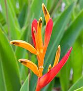 HELICONIA PSITTACORUM