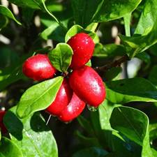 SYNSEPALUM DULCIFICUM (FRUTTO DEL MIRACOLO)